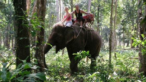 The Best Wildlife Experiences To Enjoy When Visiting Thailand